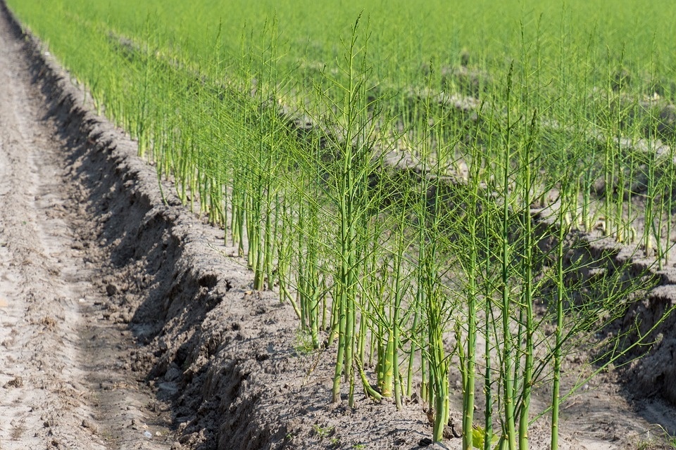 asparagus-3476898_960_720.jpg