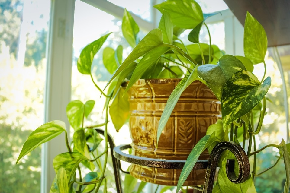 plant-2754303_960_720.jpg