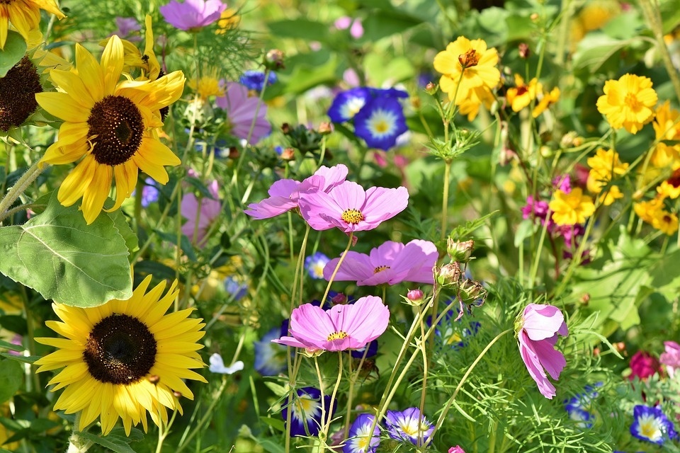 flower-meadow-3598555_960_720.jpg