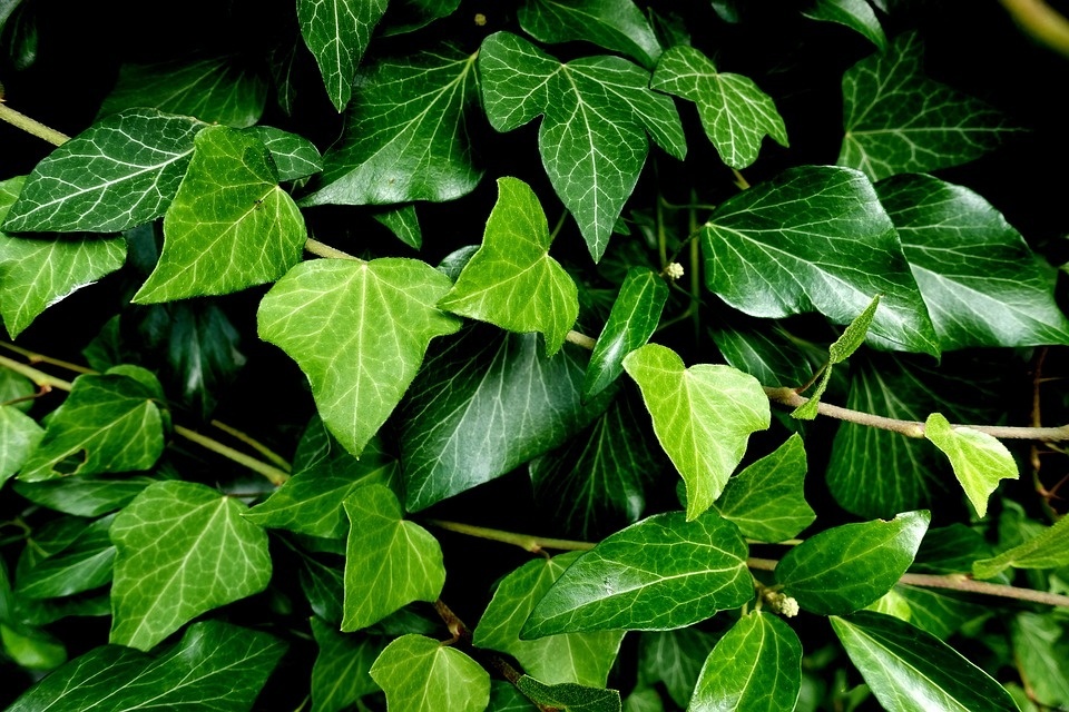 ivy-3519432_960_720.jpg