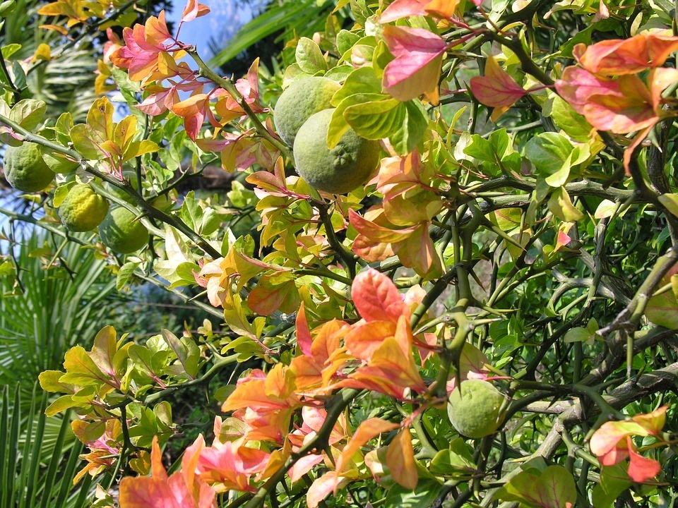 bitter-orange-1748343_960_720.jpg