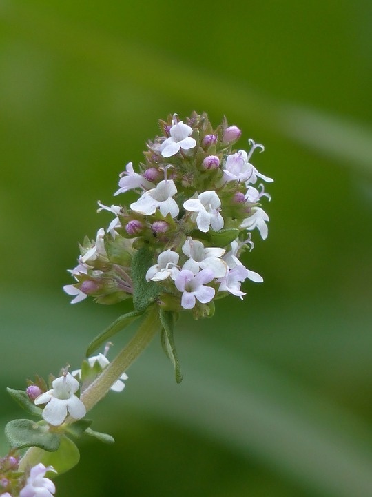 real-thyme-123146_960_720.jpg
