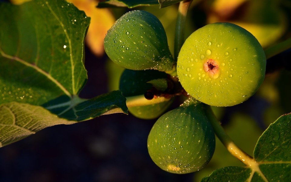 figs-3615515_960_720.jpg