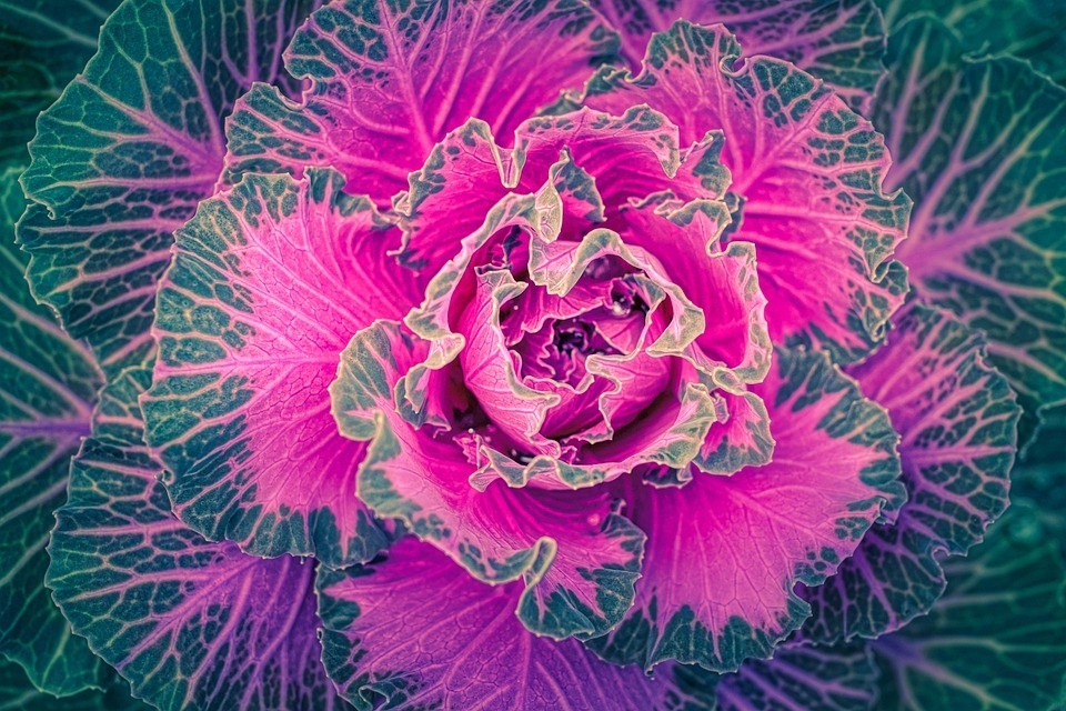 cabbage-5714297_960_720.jpg
