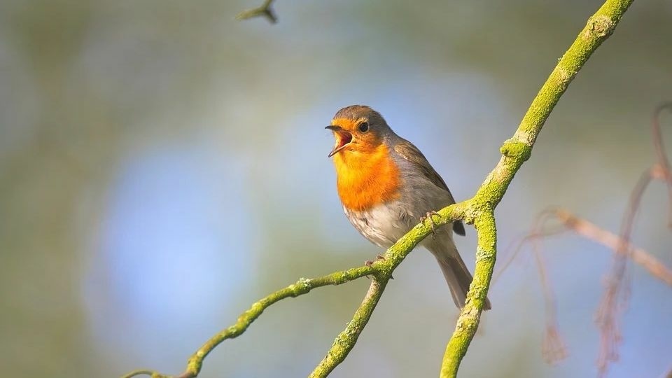 small-bird-2224946_960_720.jpg