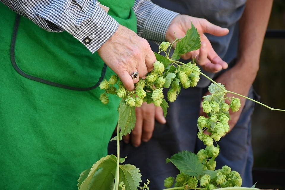 hop-harvest-1596077_960_720.jpg