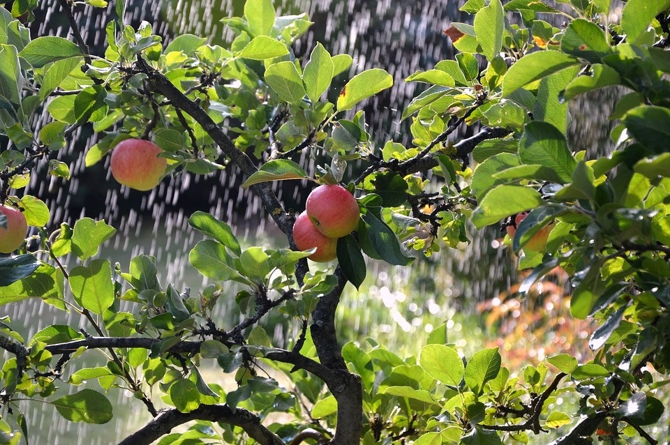 apple-tree-3664311_960_720.jpg