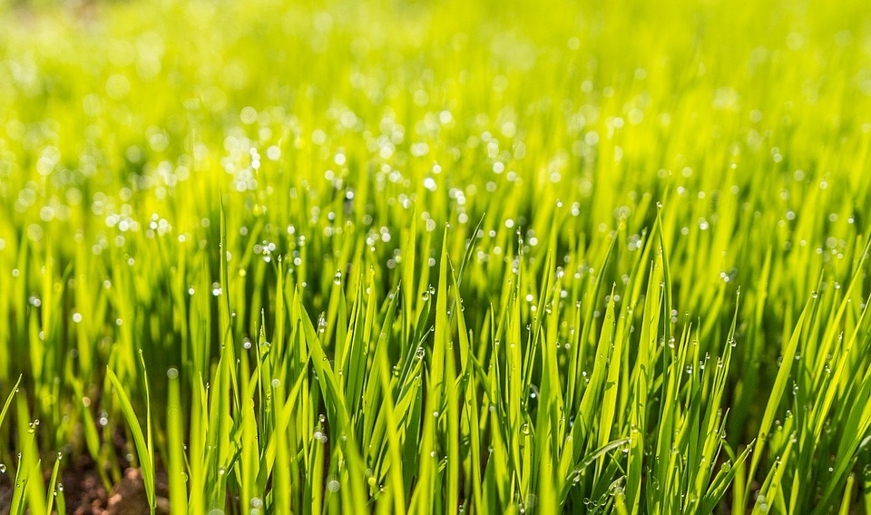 dew-1867519_960_720.jpg