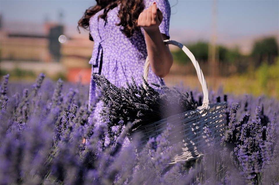 lavender-5854761_960_720.jpg
