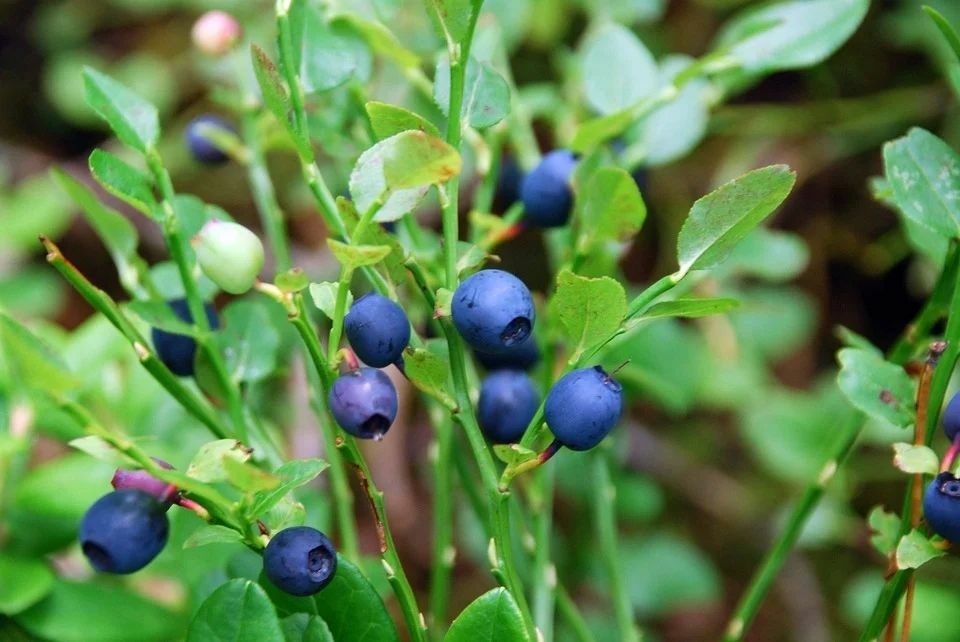 blueberries-2843770_960_720.jpg