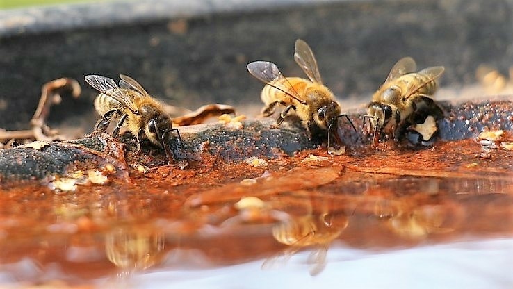 bees-6476596_960_720 (3).jpg