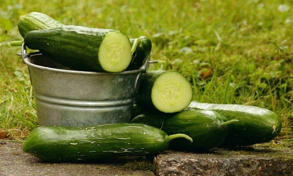 cucumbers-1588945_960_720.jpg
