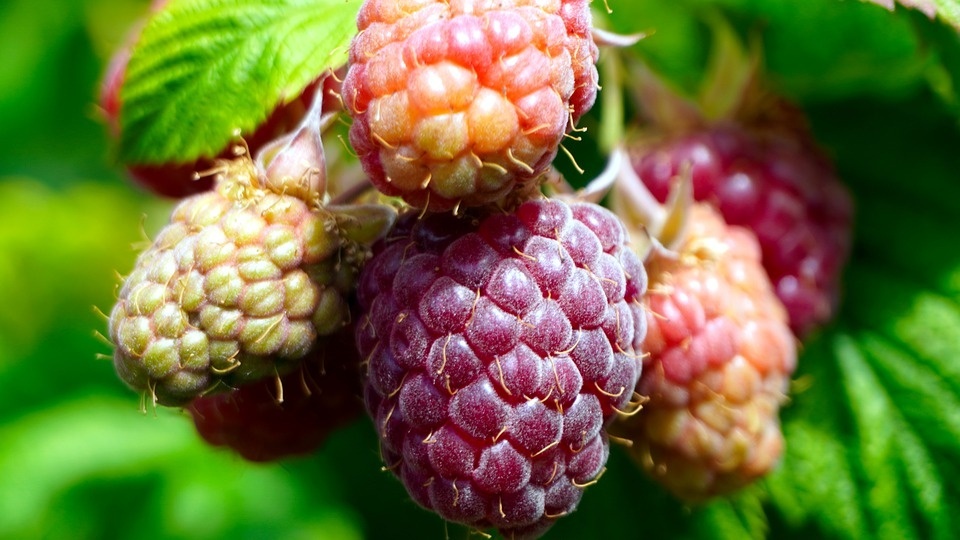 raspberries-5273424_960_720.jpg