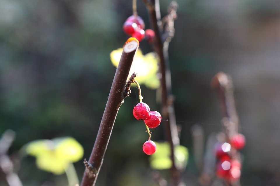 fruit-3243961_960_720.jpg