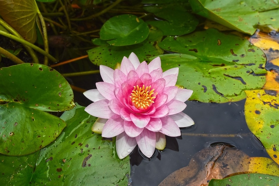 water-lily-3485793_960_720.jpg