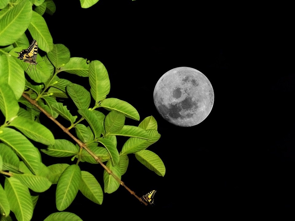 moon-981388_960_720.jpg
