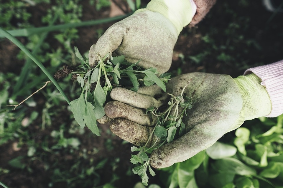 gardening-2518377_960_720.jpg