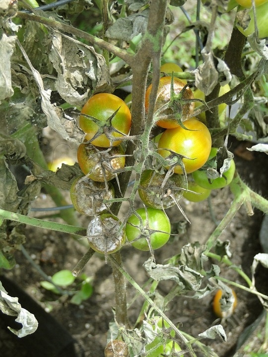 tomato-608290_960_720.jpg