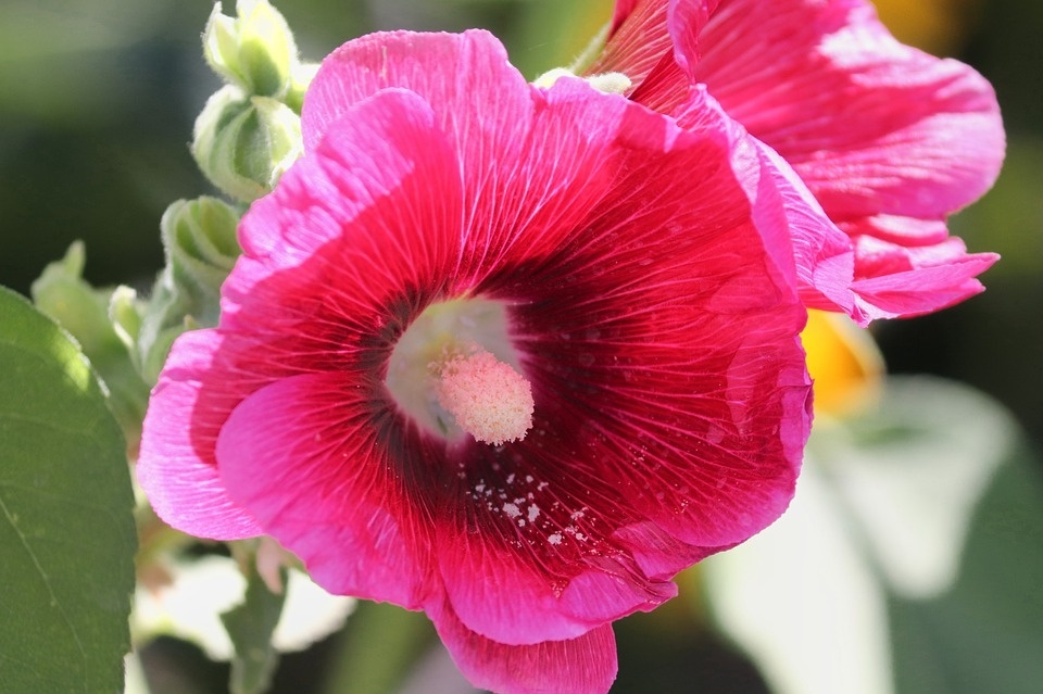 stock-rose-4454642_960_720.jpg