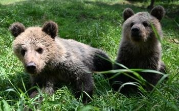 t_22072020_ZOO__Kosice_medvediky_05716121.jpg
