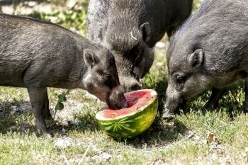t_24062021_zoo_teplo_5792050.jpg
