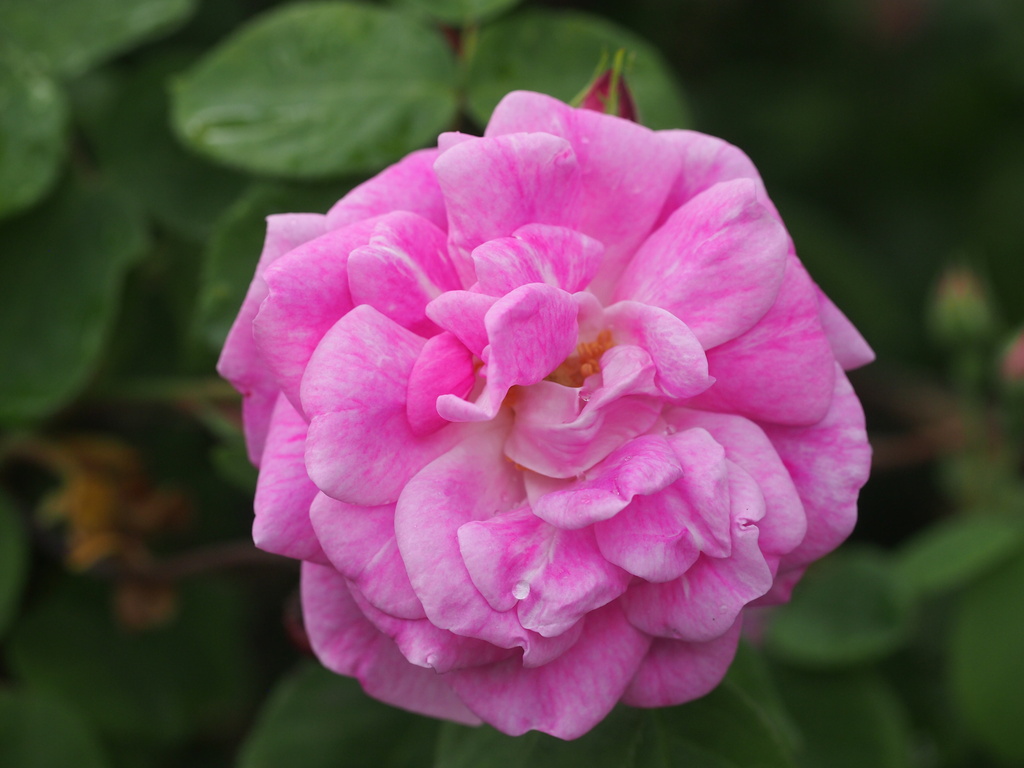 Geschwinds Nordlandrose (Geschwind 1884).jpg