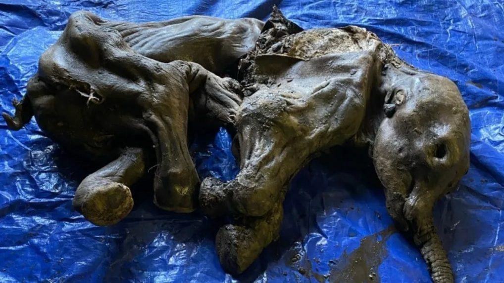 mamut-mlada-kopia-1018x573.jpg