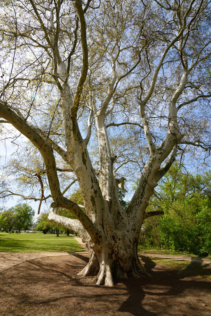platankmjtc210419nr6610379_TASR.jpg
