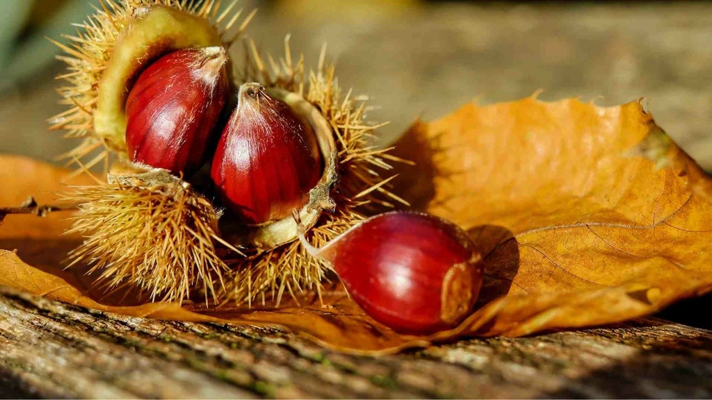 Foto CANVA(130).jpg