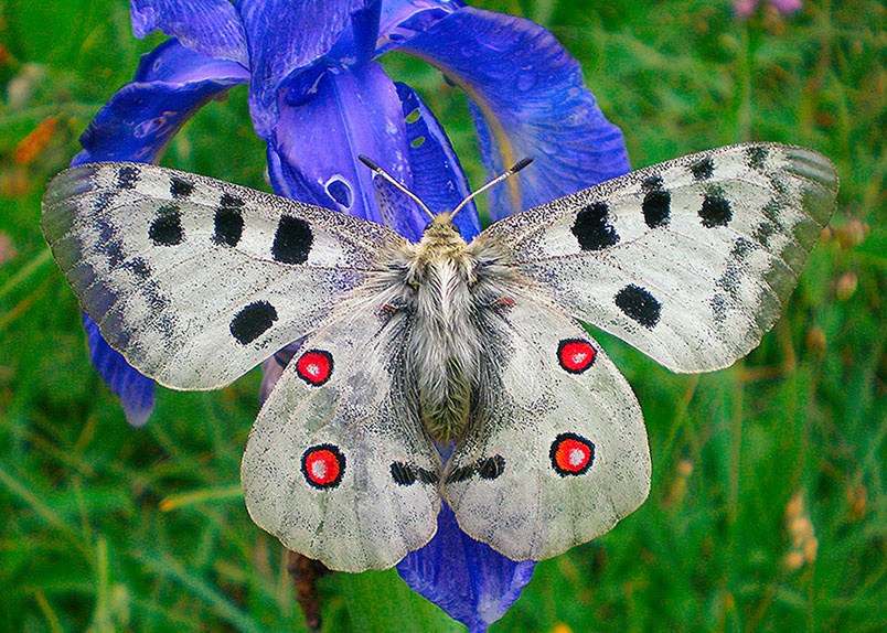 Parnassius_apollo_Pirineus.JPG