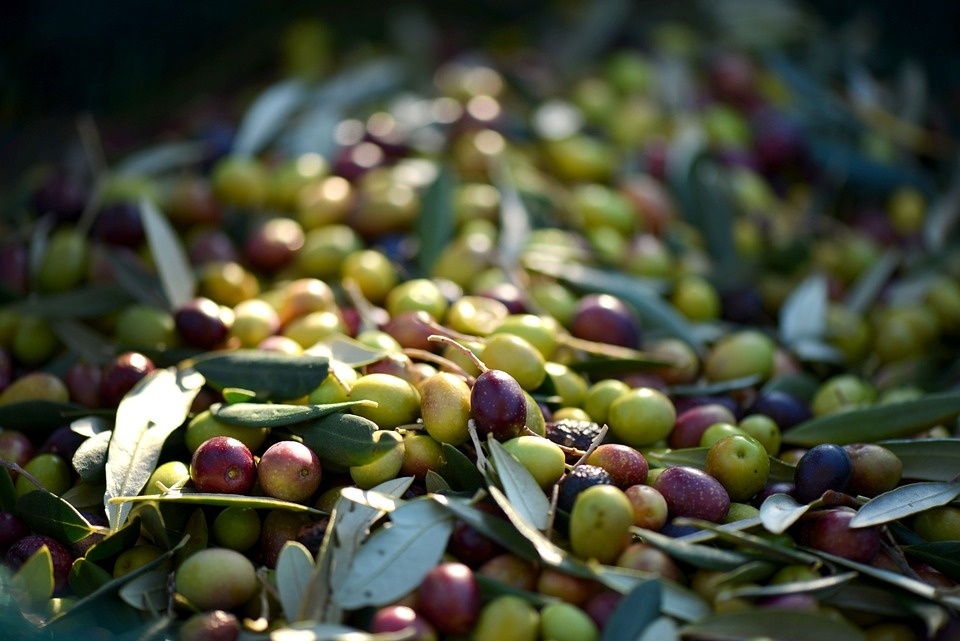 olives-253264_960_720_PIXABAY_Artvision-So.jpg