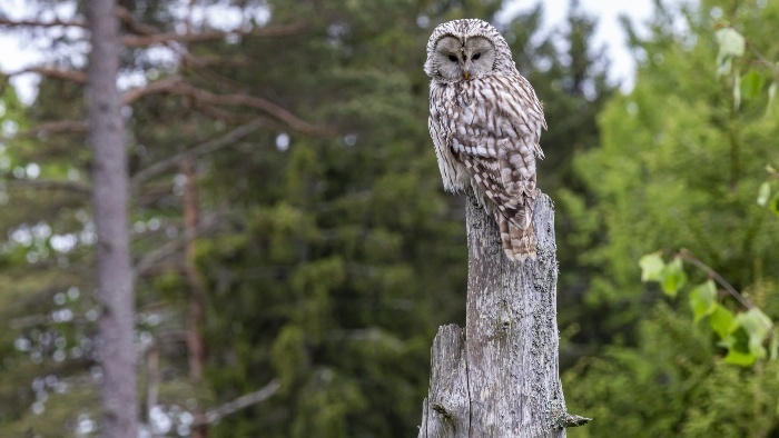 plamienka driemava_freepik_erik-karits-2093459.jpg
