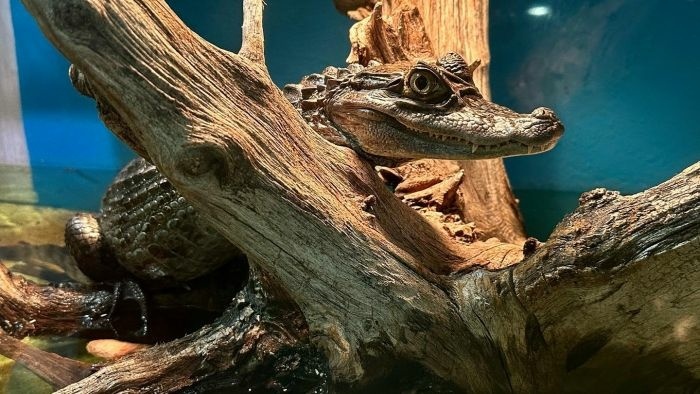 kroko.jpg