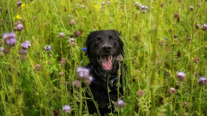 pes-labrador_luka_FOTO pixabay.jpg