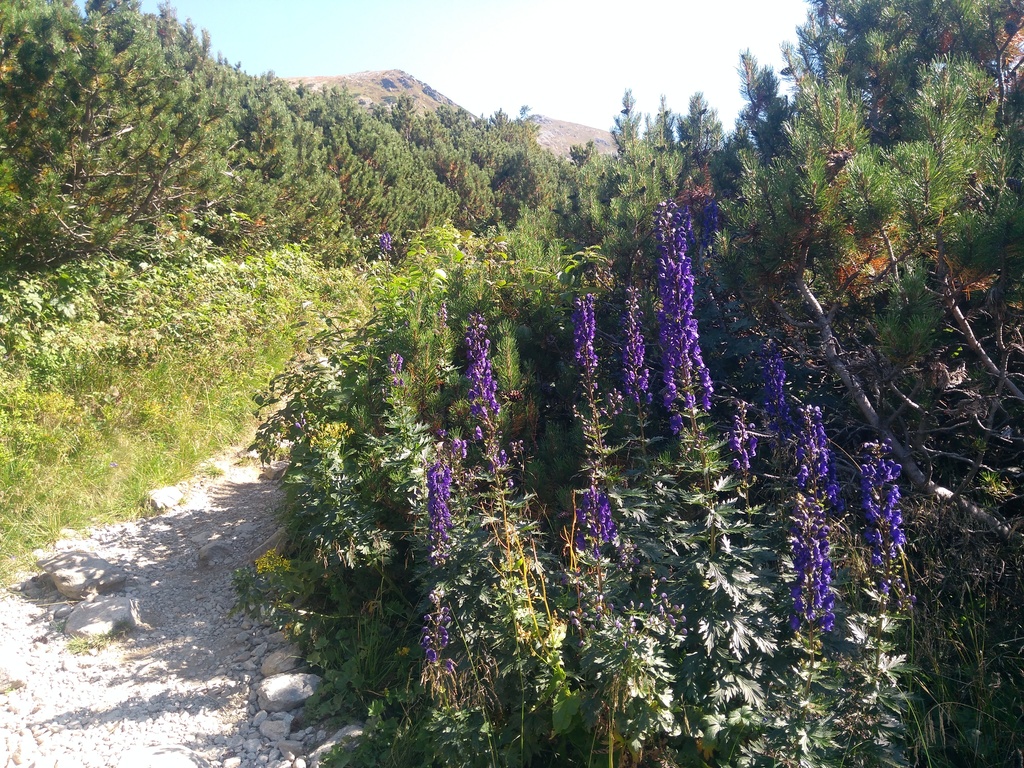 250830_Radiovikend_IMG_20250814_101004.jpg