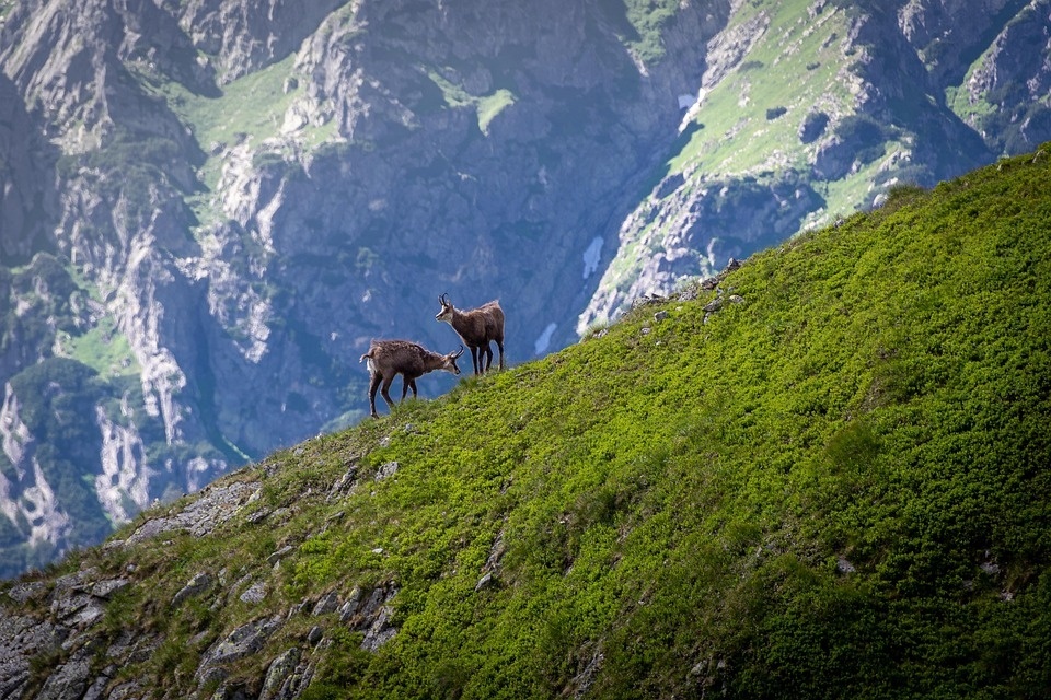 tatry-4655508_960_720.jpg