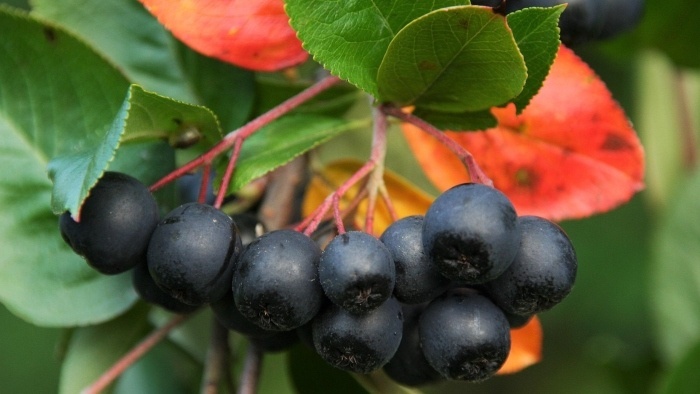 aronia_pixabay_dubajjo.jpg