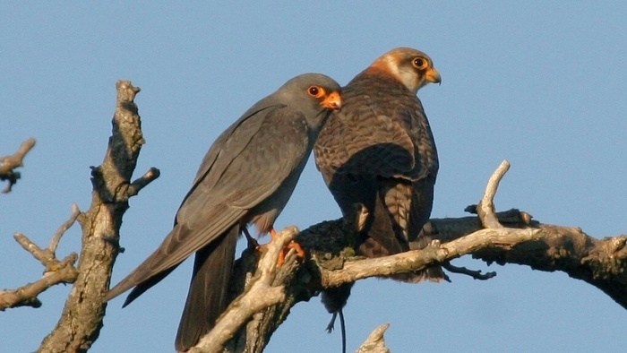 sokol kobcovitý_TASR.jpg