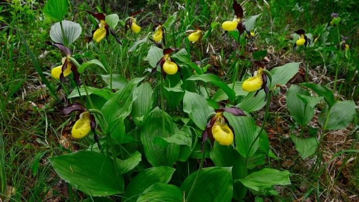 crievicnik papuckovy_TASR – Milan Kapusta.jpg