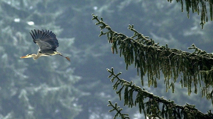 volavka_TASR - Jozef Ďurník.jpg