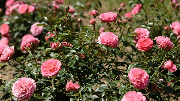 ruze_TASR - Henrich Mišovič.jpg