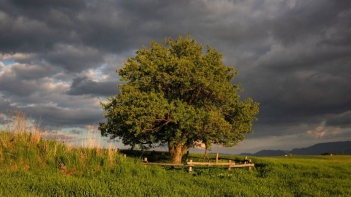 strom roka_jablon_Martin Babarík.jpg