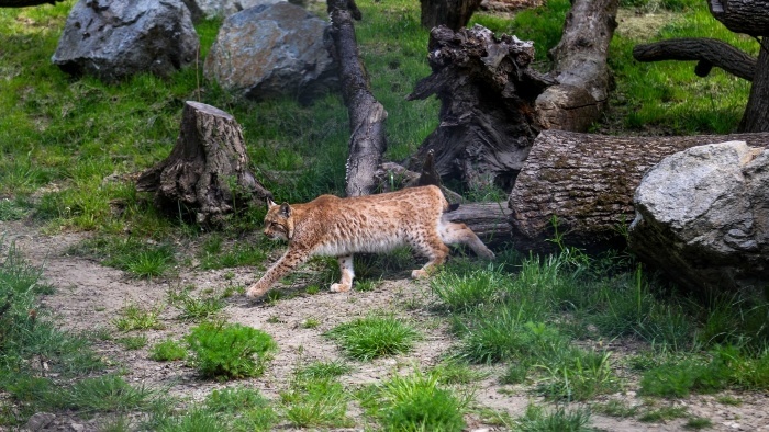rys_ostrovid_zoo_bratislava_u.jpg