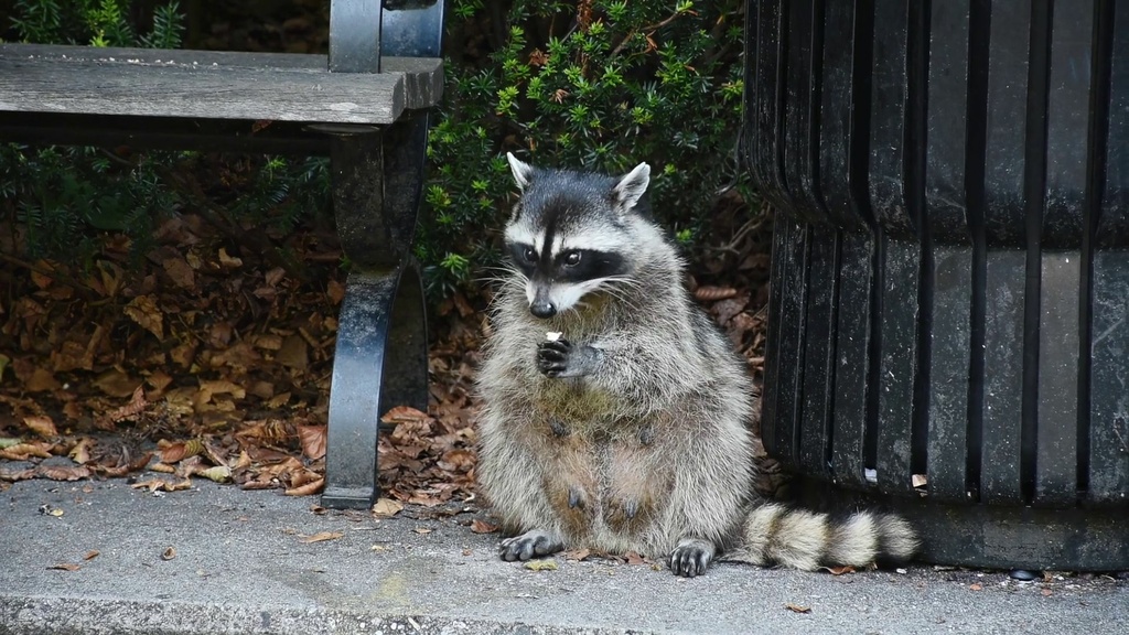 Urbana animalis - zviera mestské