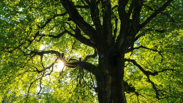 Chcete mať v záhrade silný ovocný strom? Naučíme vás ako na to