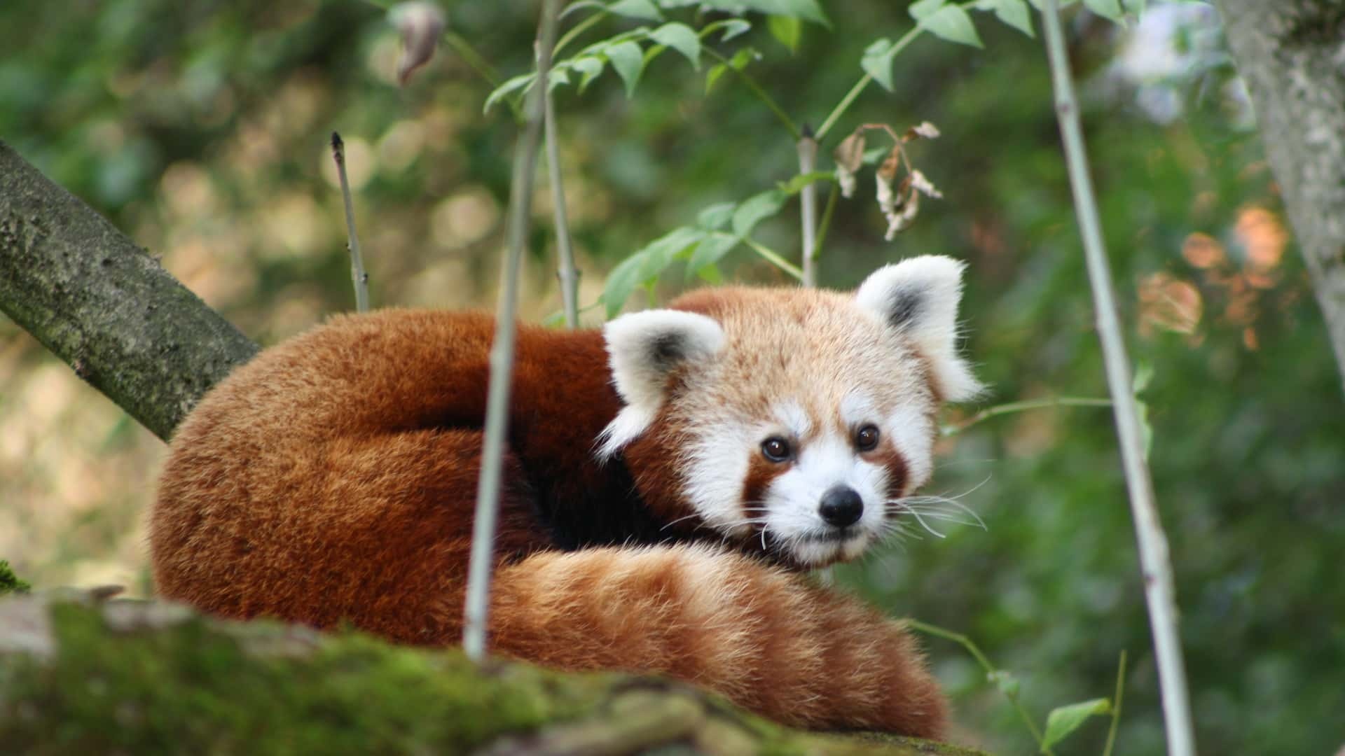 panda-Alexandra-Moštková-TASR