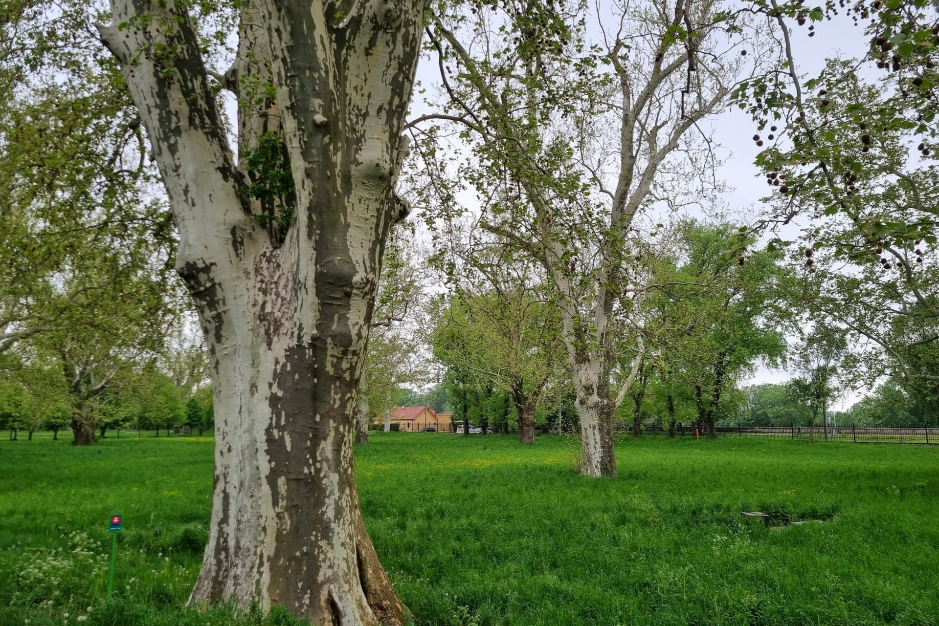 dvestoročný-platan-Hlohovec