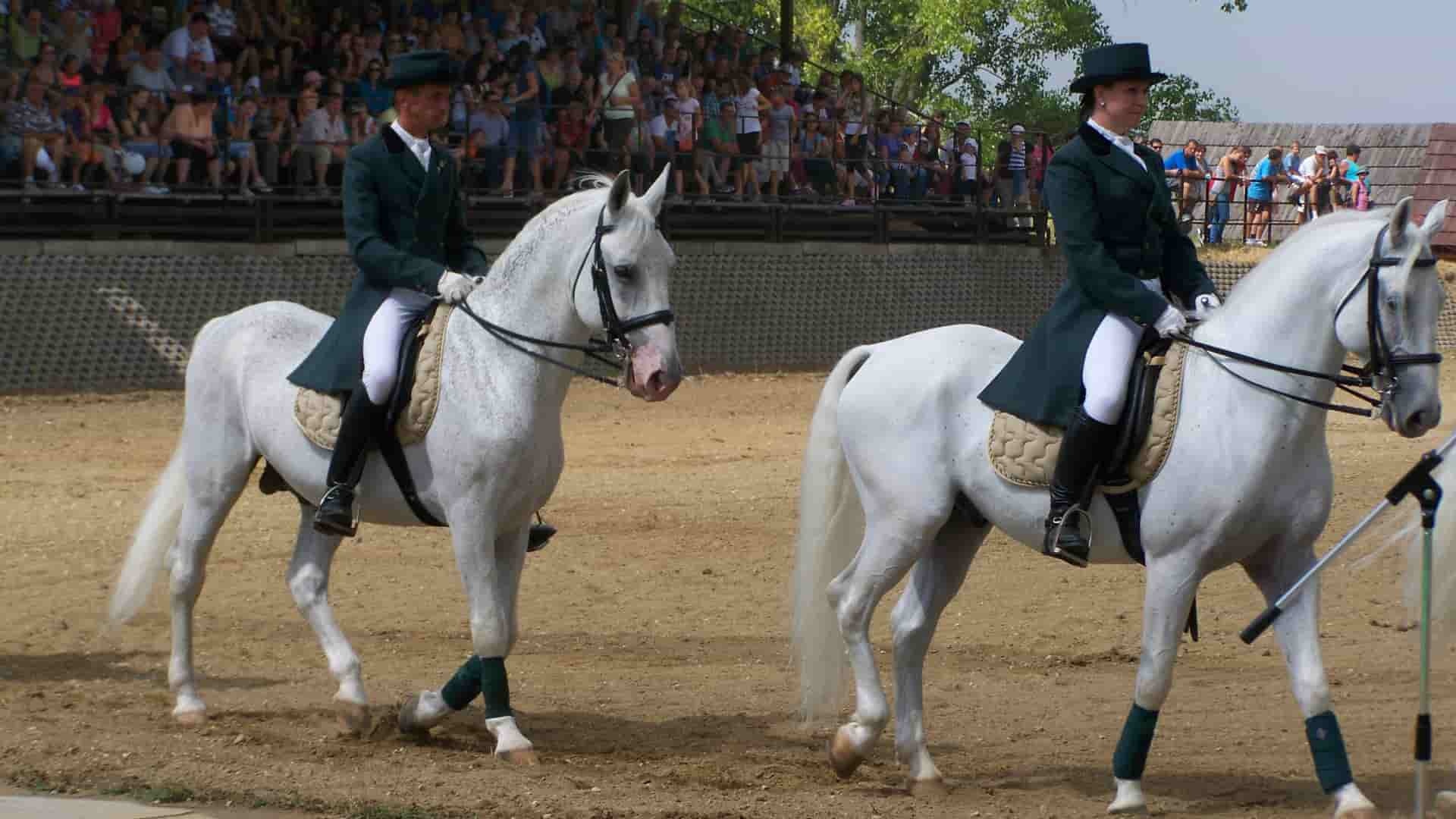 Stanislav-Háber-kone-STVR