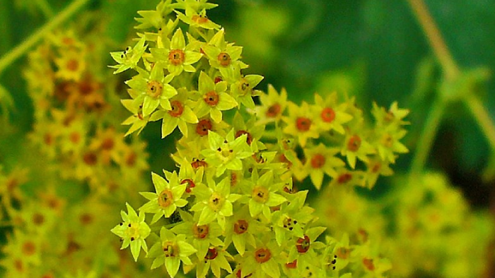 Na jeseň v prírodnej lekárni objavíme medzi bylinkami aj skutočné skvosty