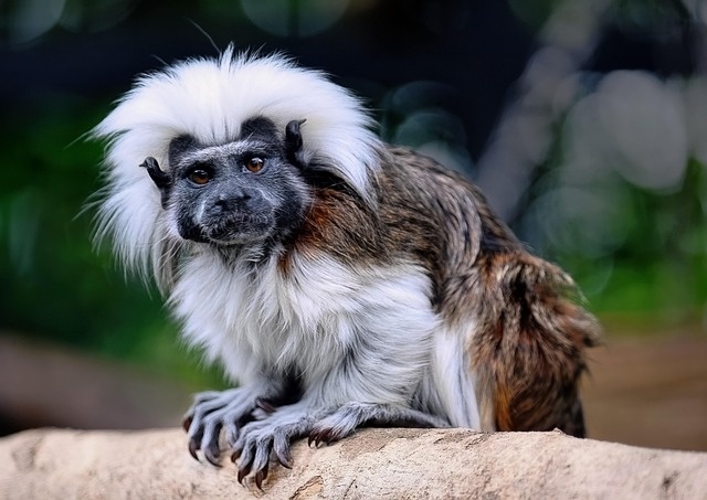 tamarin-pixabay